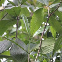 <i>Gardenia crameri</i>  Tirveng.